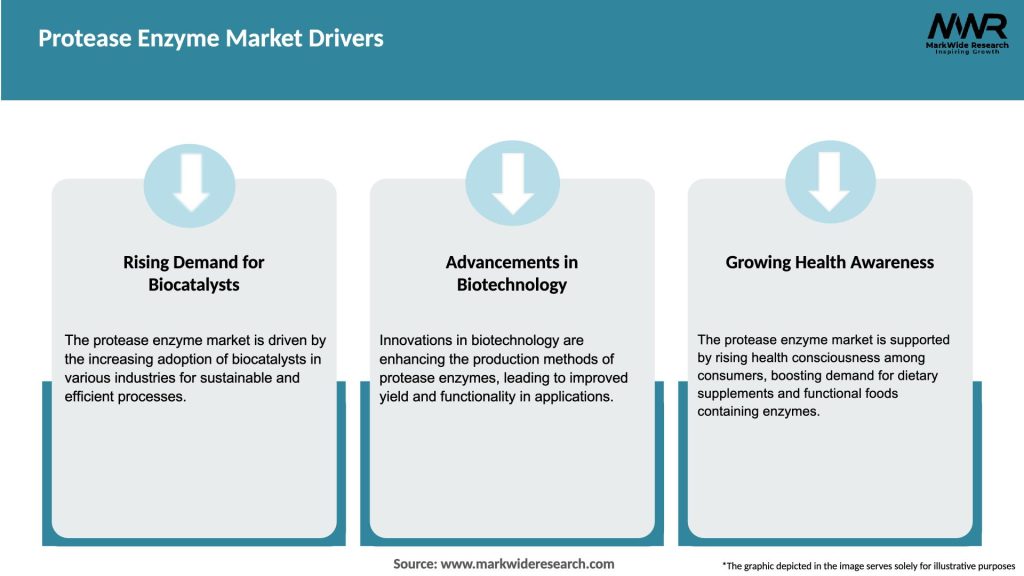 Protease Enzyme Market Drivers