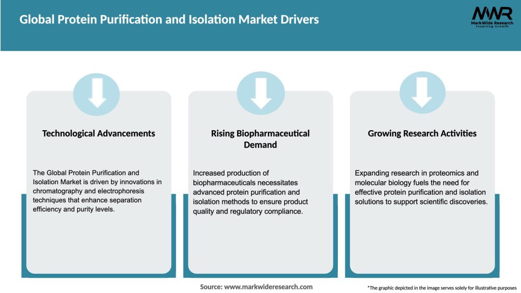 Global Protein Purification and Isolation Market Drivers